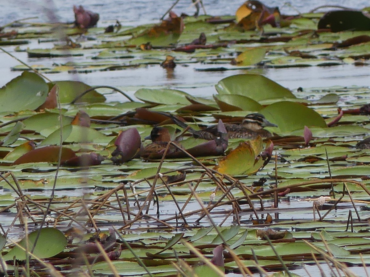 Masked Duck - ML144324601