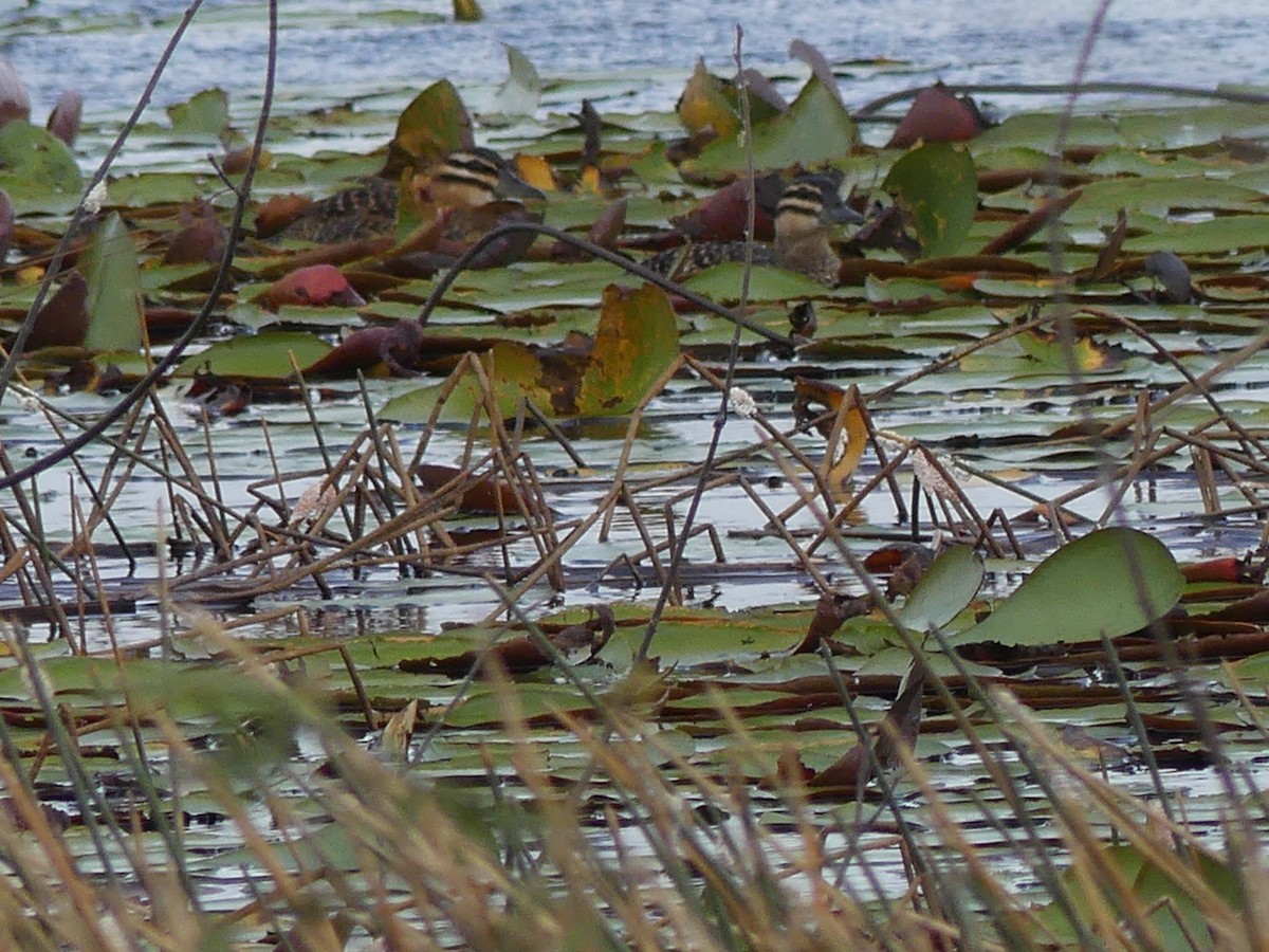 Masked Duck - Robin Duska