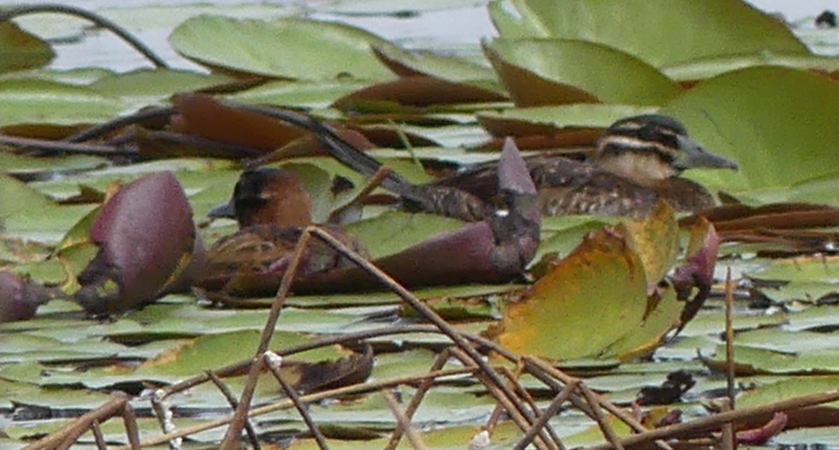 Masked Duck - ML144324651