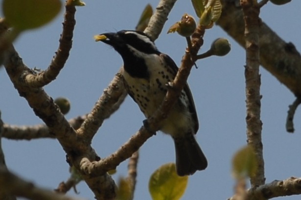 Spot-flanked Barbet - ML144325561