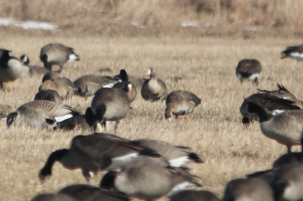 Greater White-fronted Goose - ML144325731