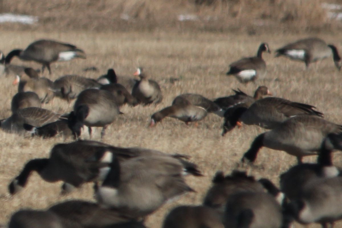 Greater White-fronted Goose - ML144325741