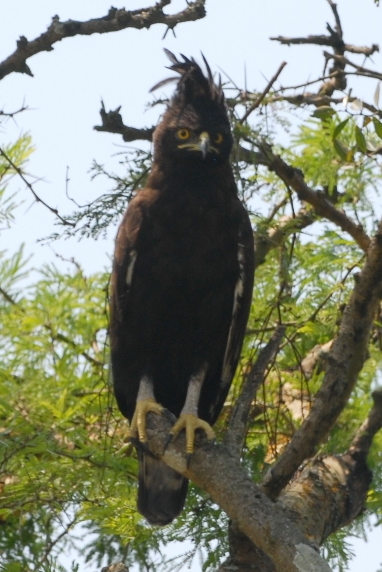 Long-crested Eagle - Cathy Pasterczyk