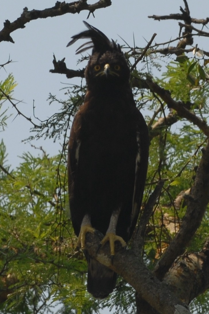 Long-crested Eagle - ML144325971