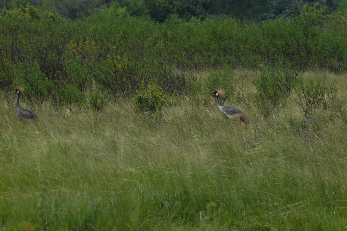 Gray Crowned-Crane - ML144326711