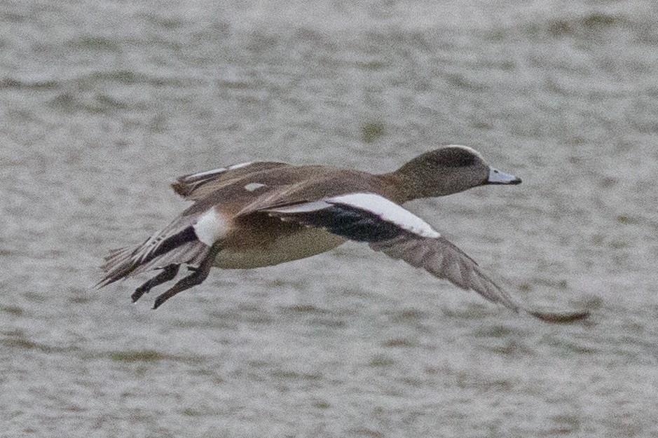 American Wigeon - Kenny Younger