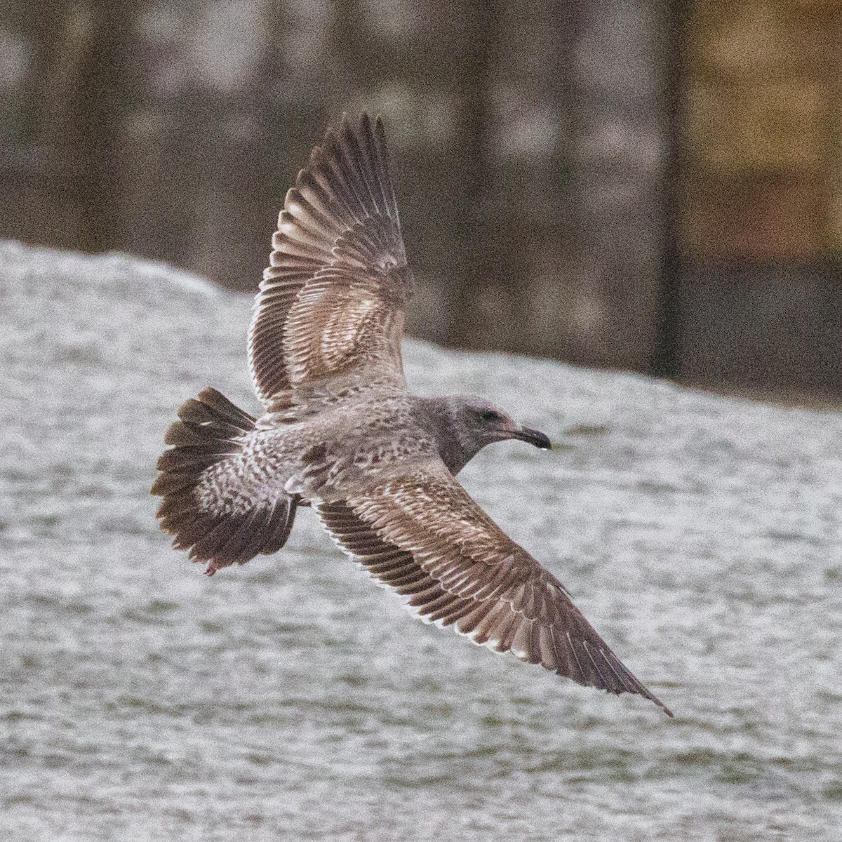 Goéland d'Audubon - ML144327431