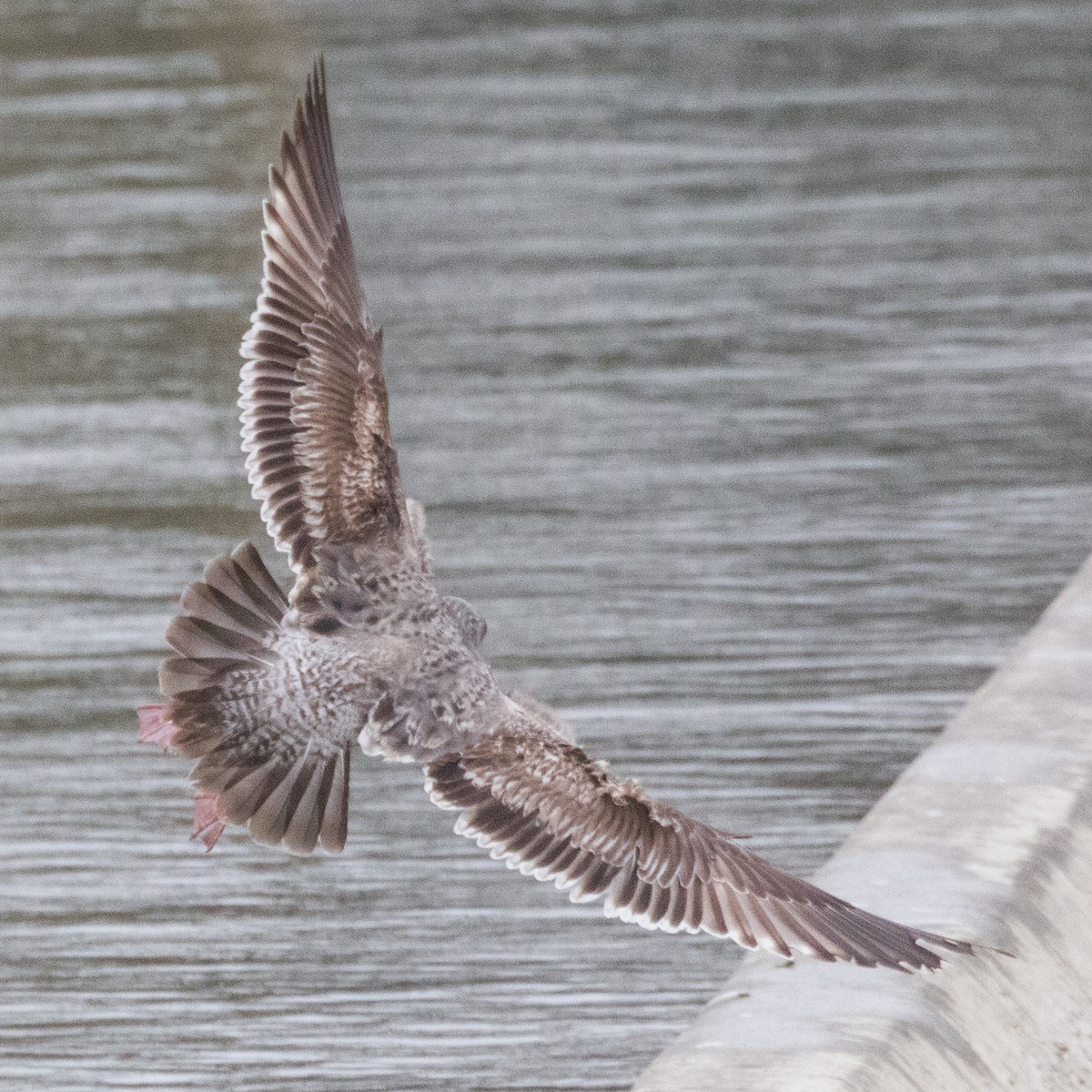 Goéland d'Audubon - ML144327491