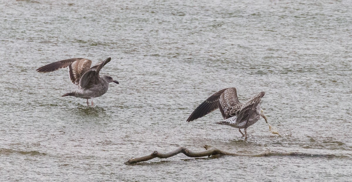 Goéland d'Audubon - ML144327561