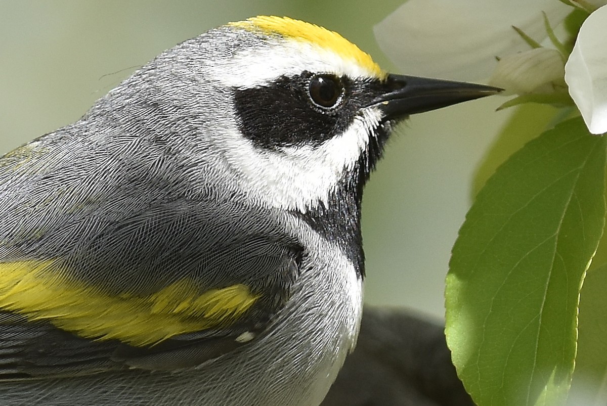 lesňáček zlatokřídlý - ML144327871