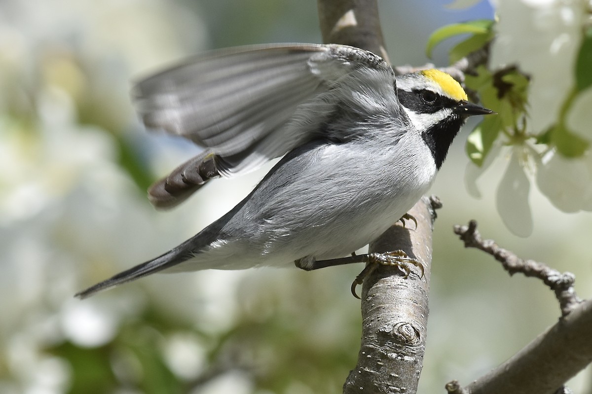 lesňáček zlatokřídlý - ML144327891