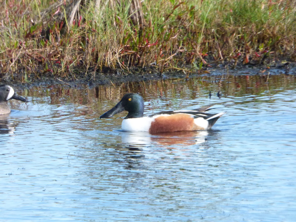 Northern Shoveler - ML144328041