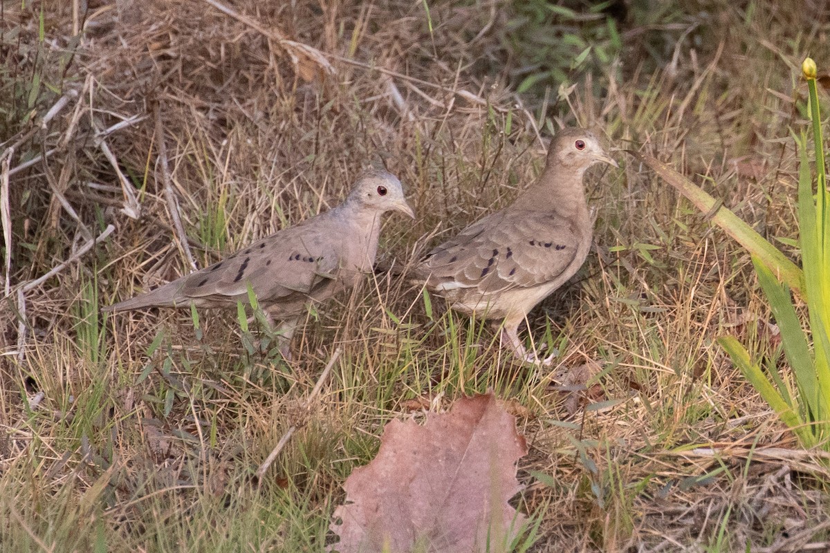 Columbina Menuda - ML144328511