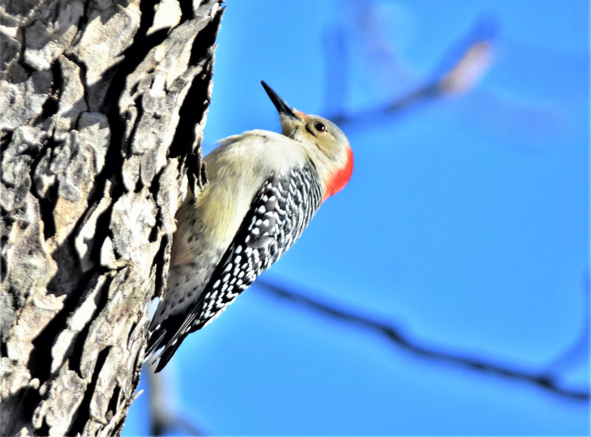 Red-bellied Woodpecker - ML144328831