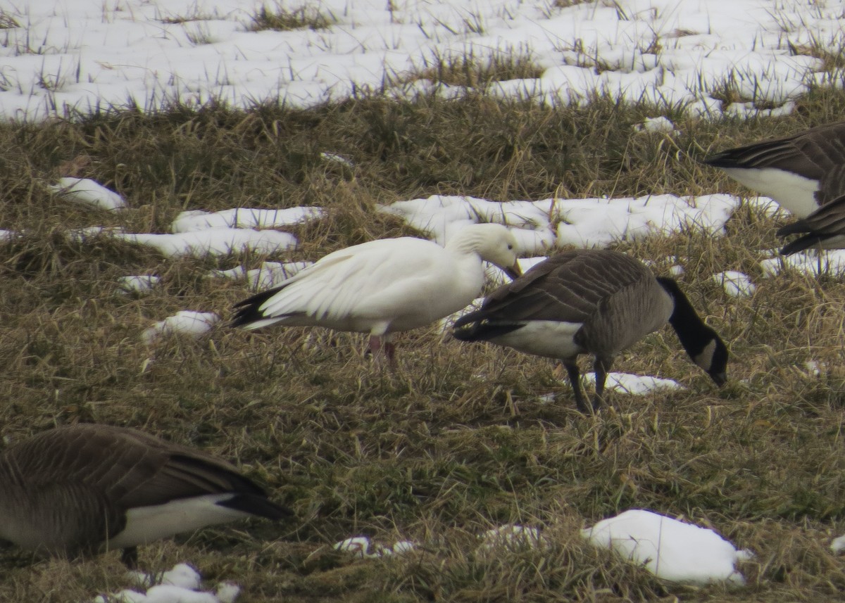 Snow Goose - ML144330211