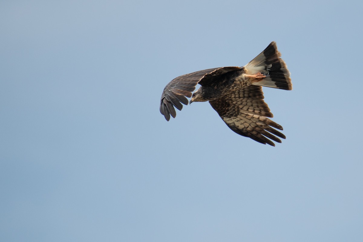 Snail Kite - ML144330231