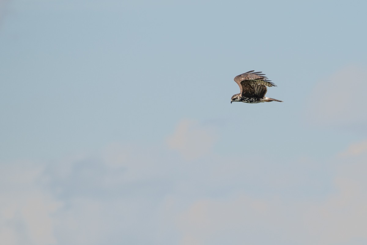 Snail Kite - ML144330301