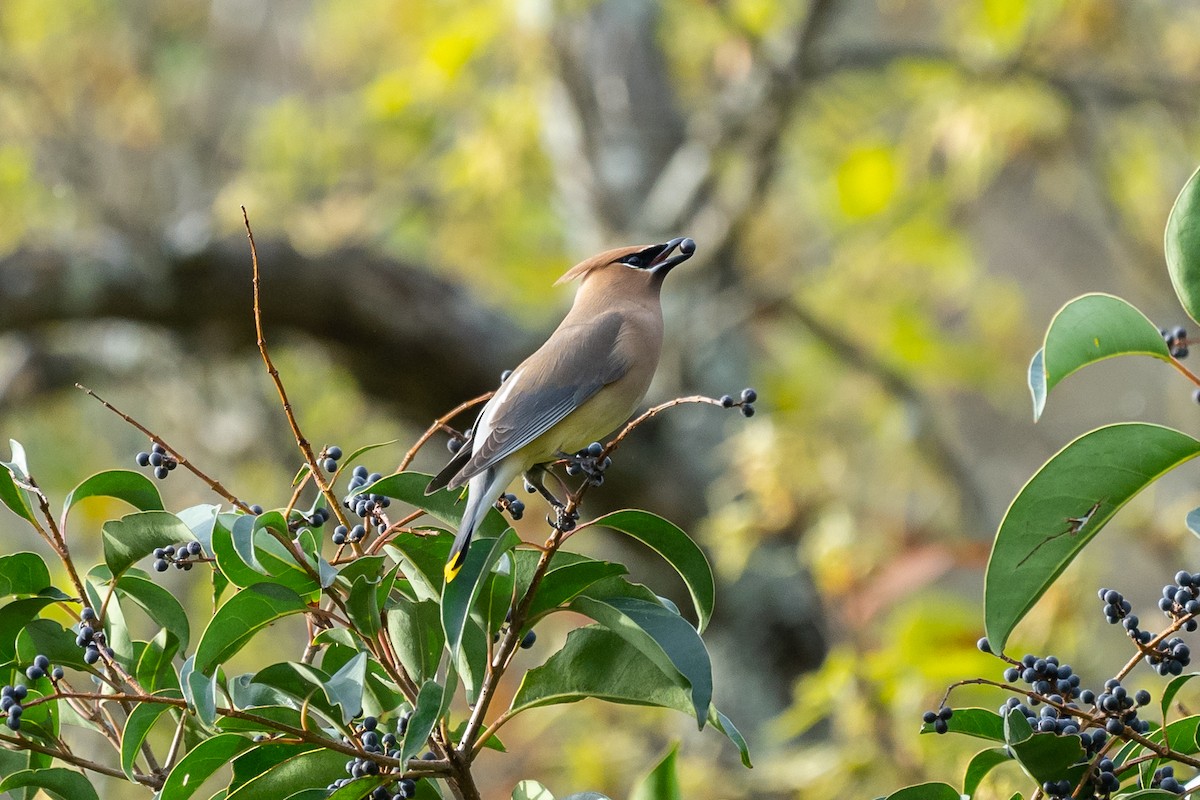 Cedar Waxwing - ML144331851