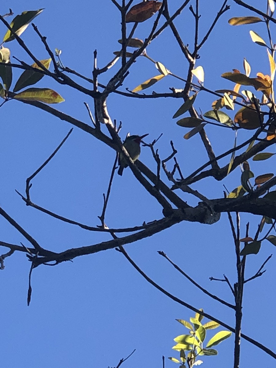 Puerto Rican Tody - ML144332441