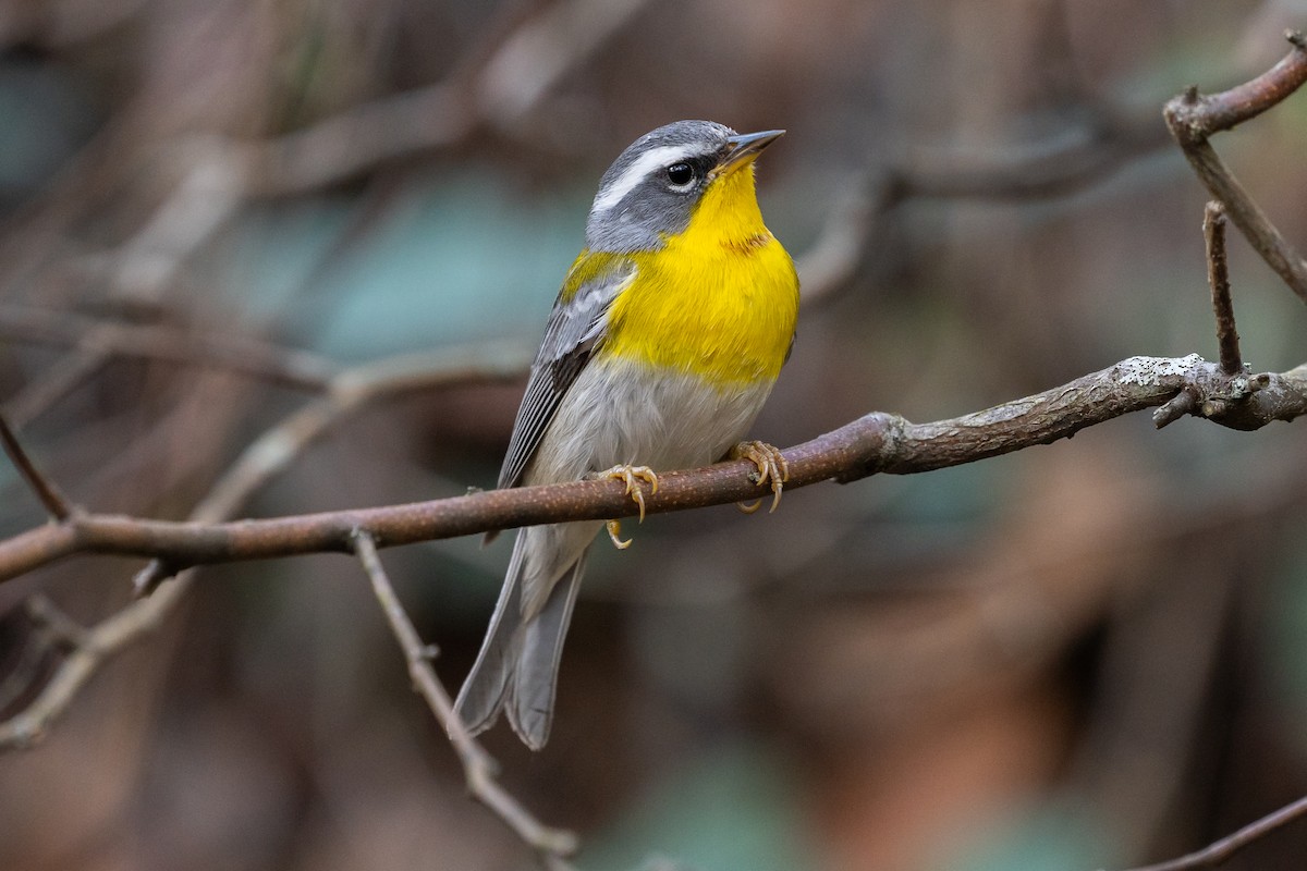 Crescent-chested Warbler - Patrick Van Thull