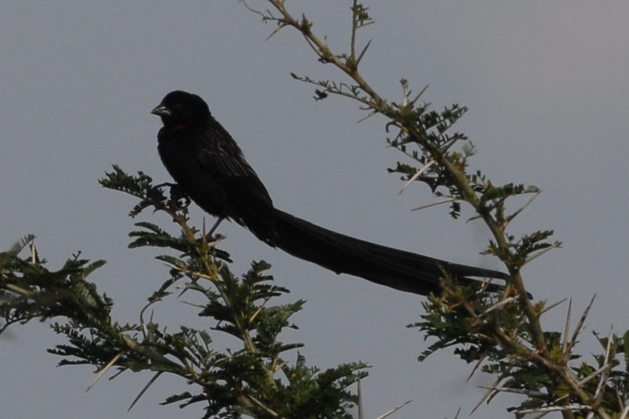 Red-collared Widowbird - ML144335021