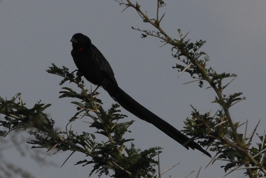 Red-collared Widowbird - ML144335031