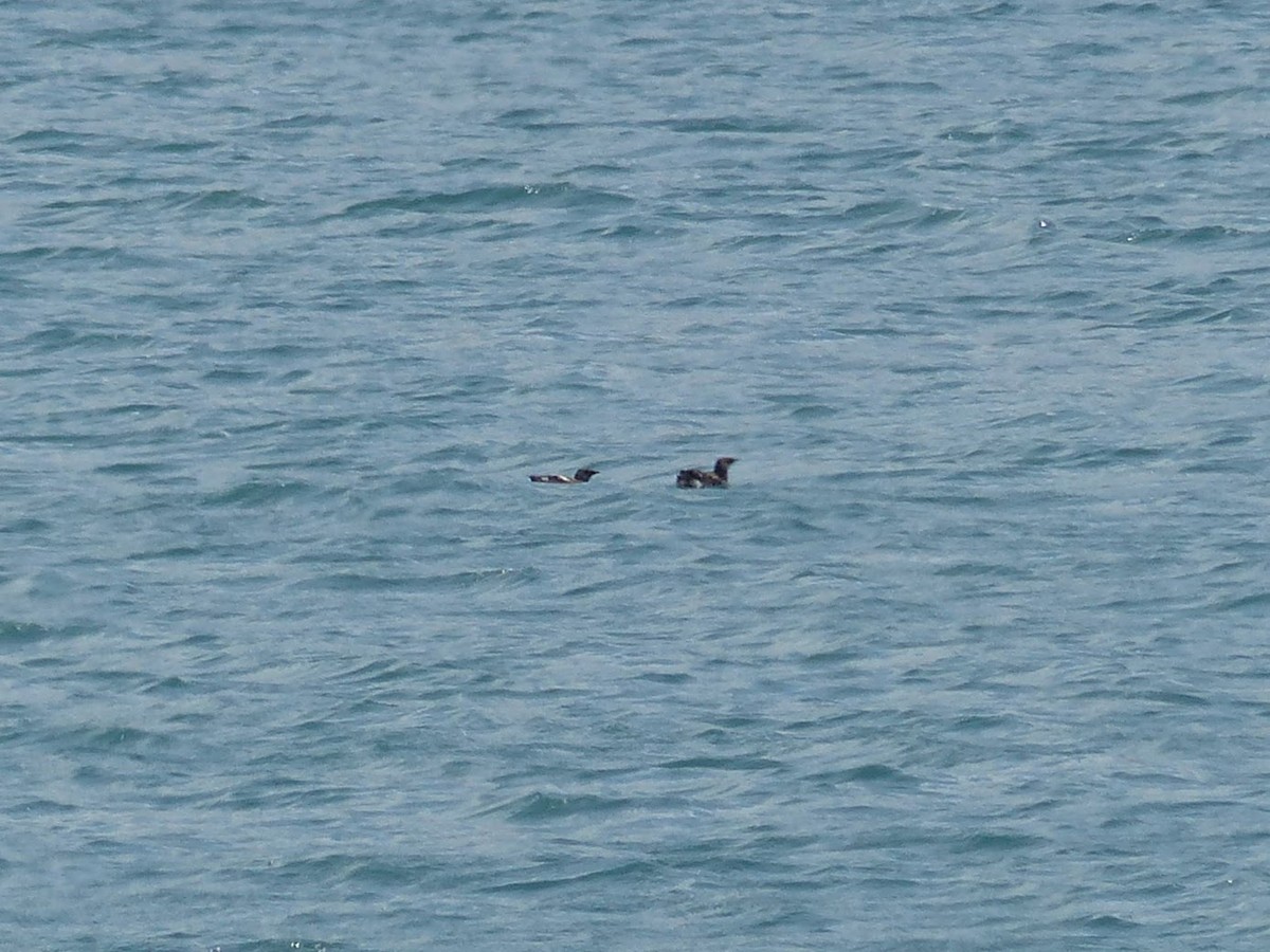 Marbled Murrelet - ML144337241