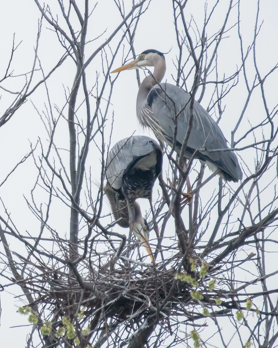 Great Blue Heron - ML144337411