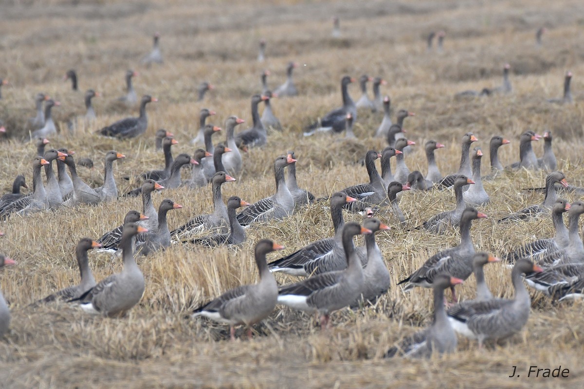 Graylag Goose - José Frade