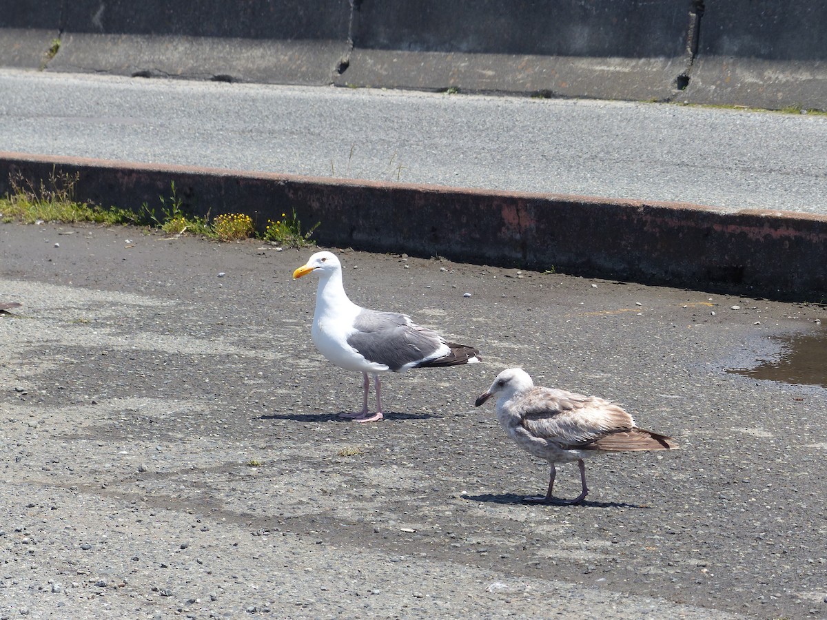 Western Gull - ML144338291