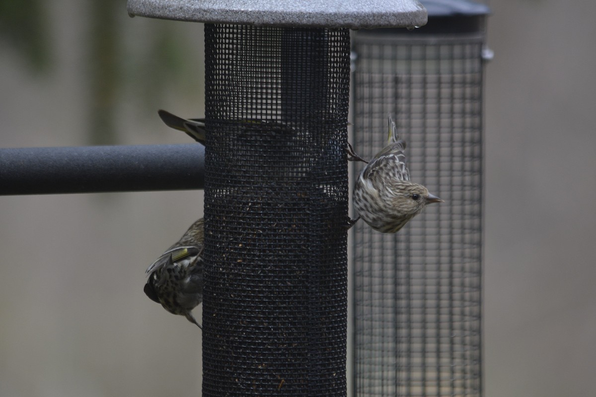 čížek severoamerický - ML144339631