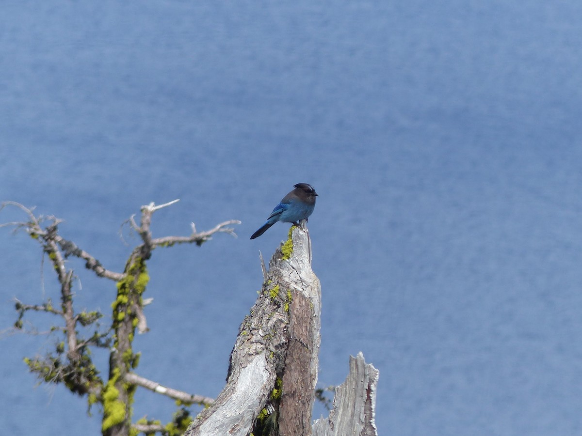 Steller's Jay - Eamon Corbett