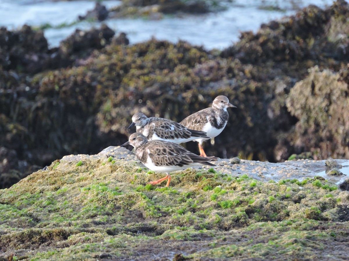 Ruddy Turnstone - ML144342071