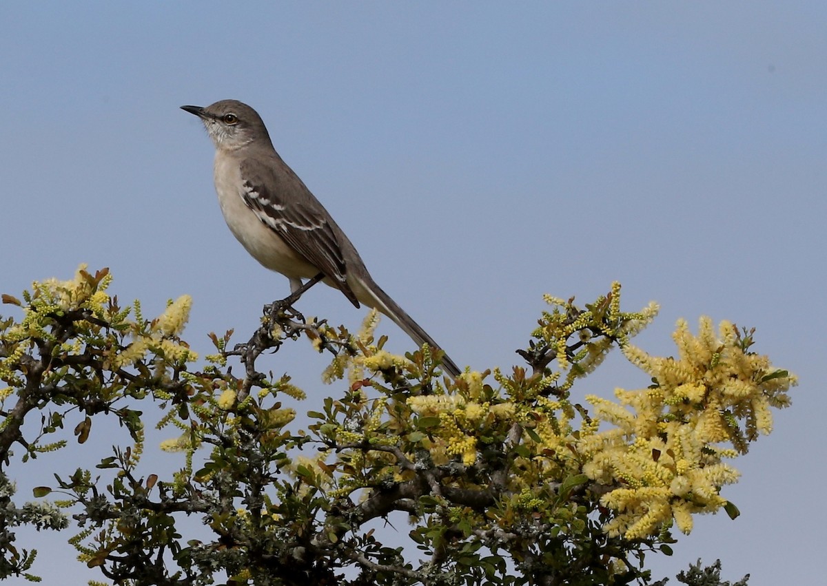 חקיינית צפונית - ML144343771