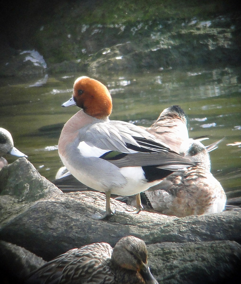 Eurasian Wigeon - Gail Benson