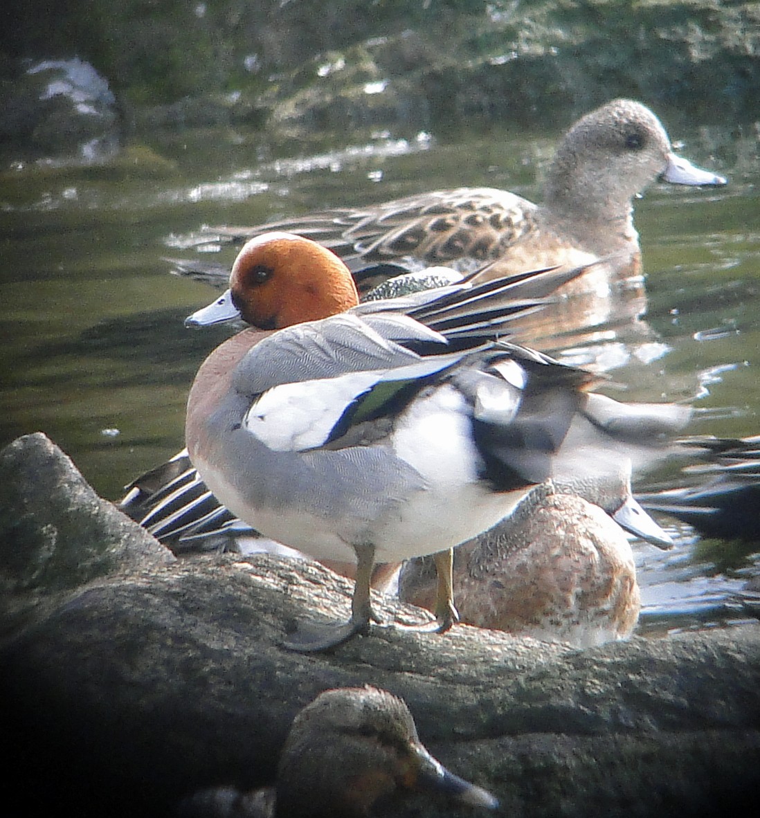 Eurasian Wigeon - ML144343941