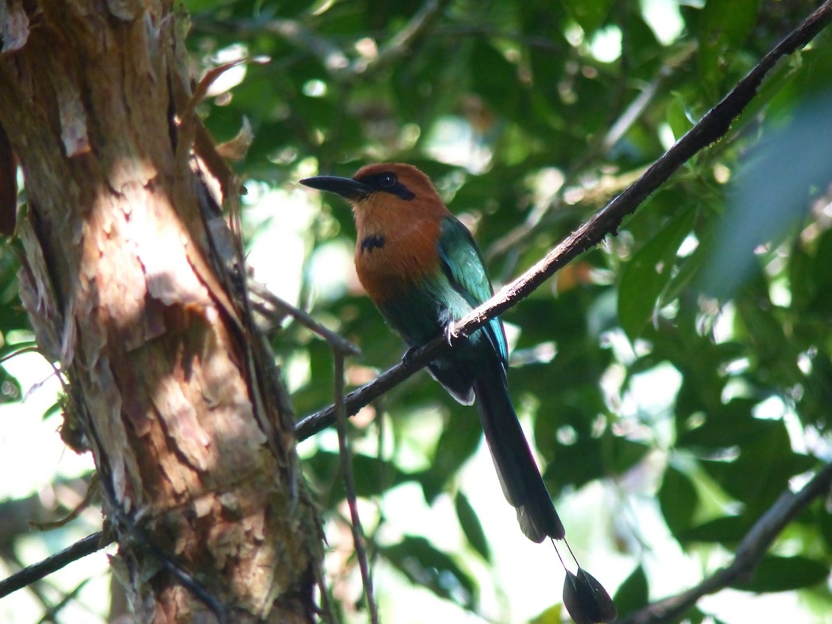 Motmot à bec large - ML144344881