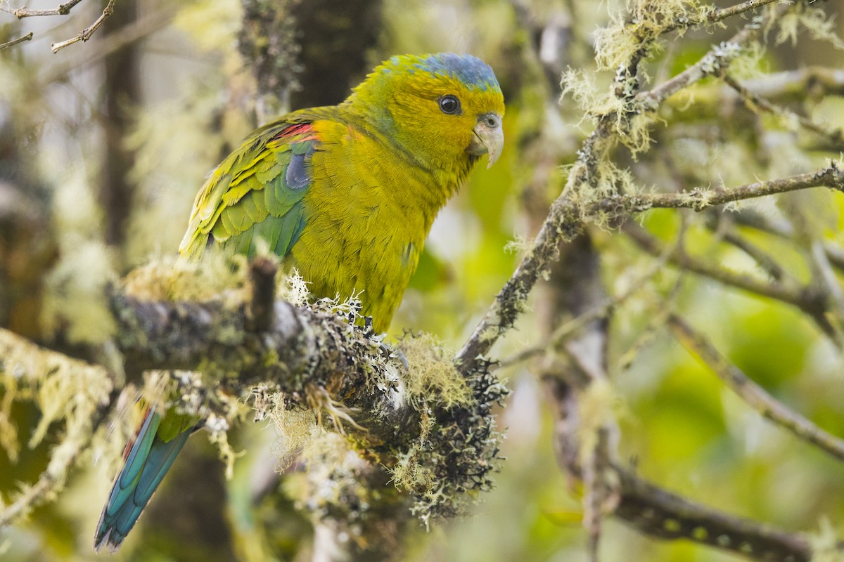 Indigo-winged Parrot - ML144345541