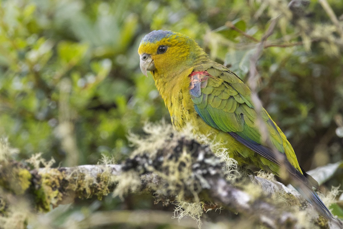 Indigo-winged Parrot - ML144345551