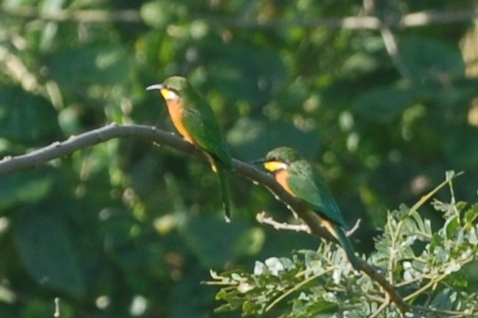 Blue-breasted Bee-eater - ML144346411