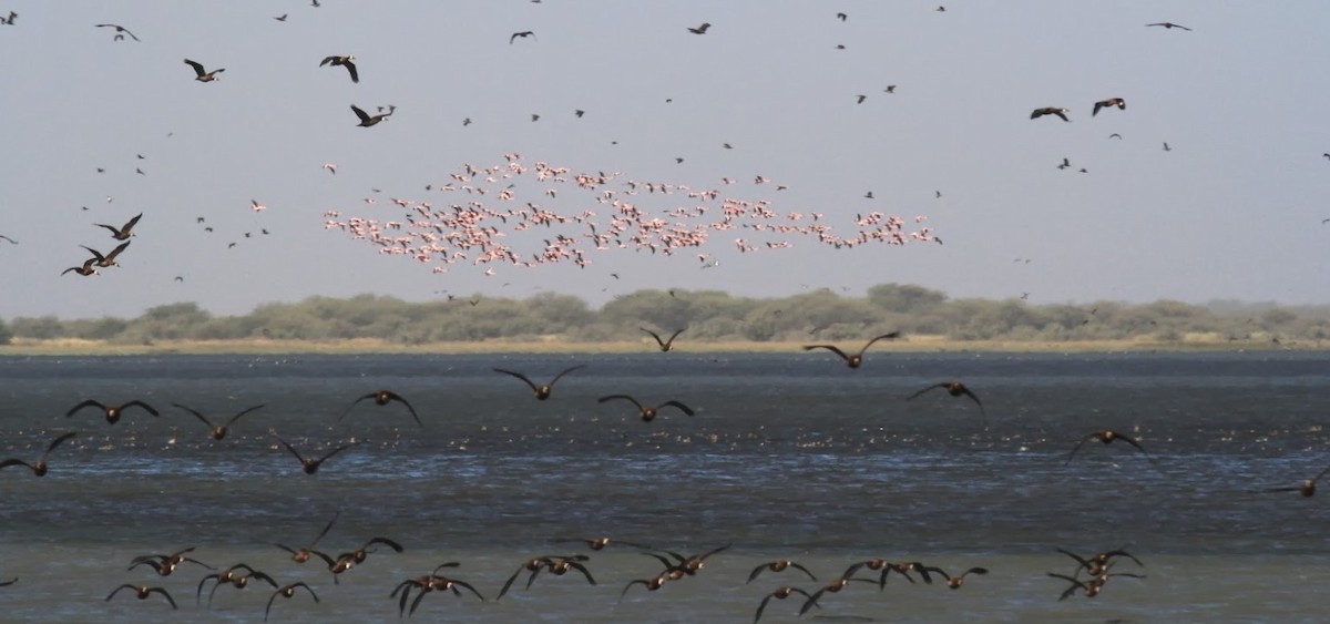 Lesser Flamingo - ML144347091