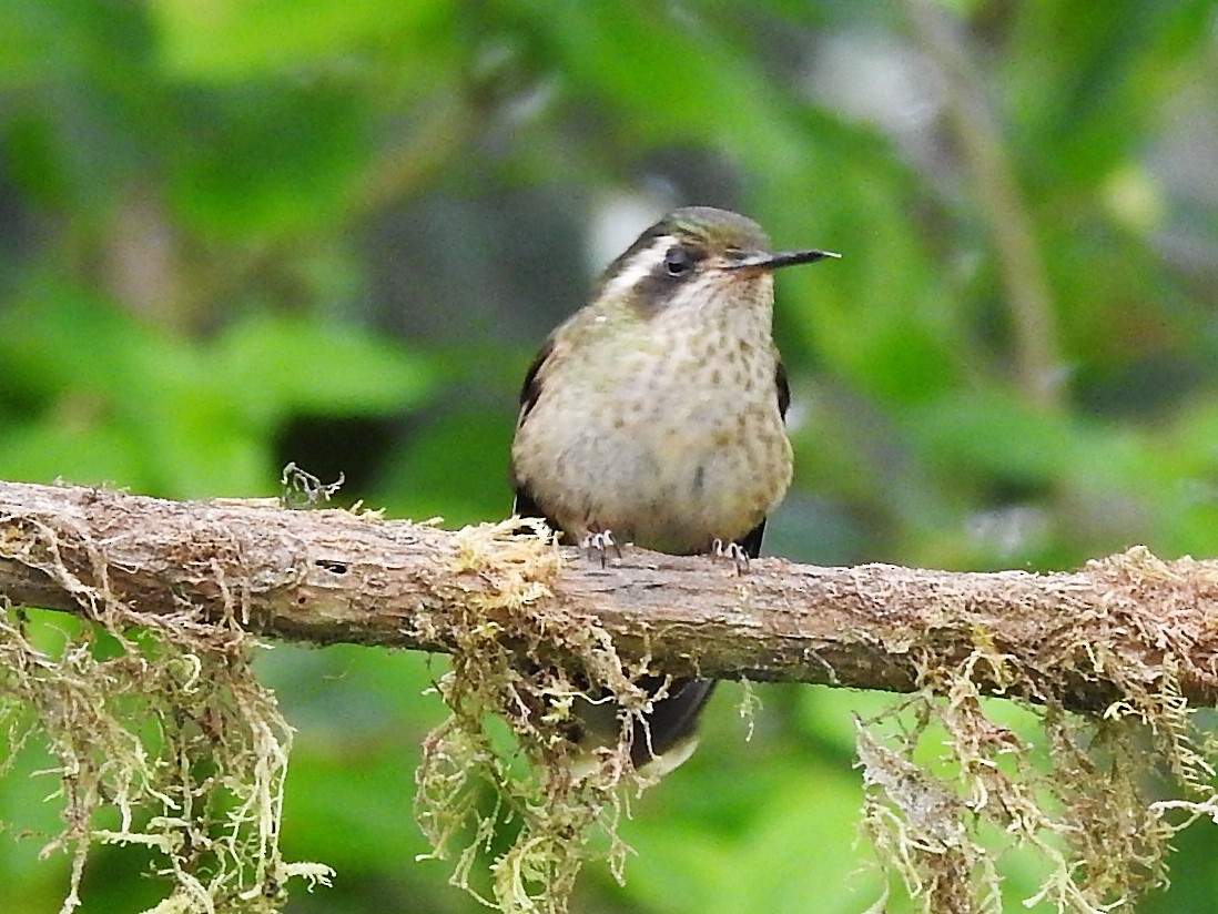 Speckled Hummingbird (maculata) - ML144347451