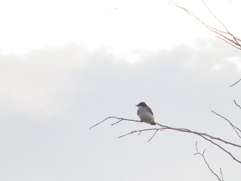 Eastern Kingbird - Asher  Warkentin