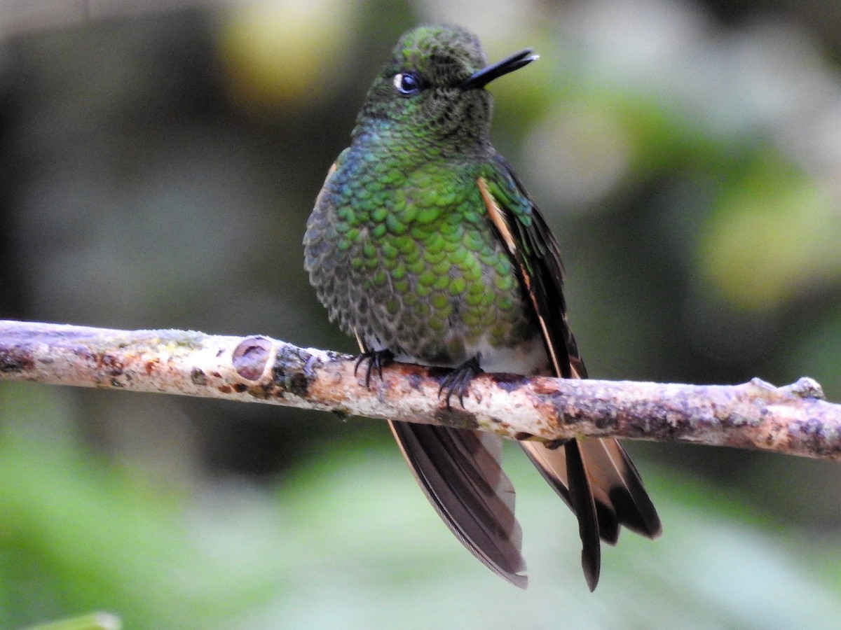 Buff-tailed Coronet - ML144349391