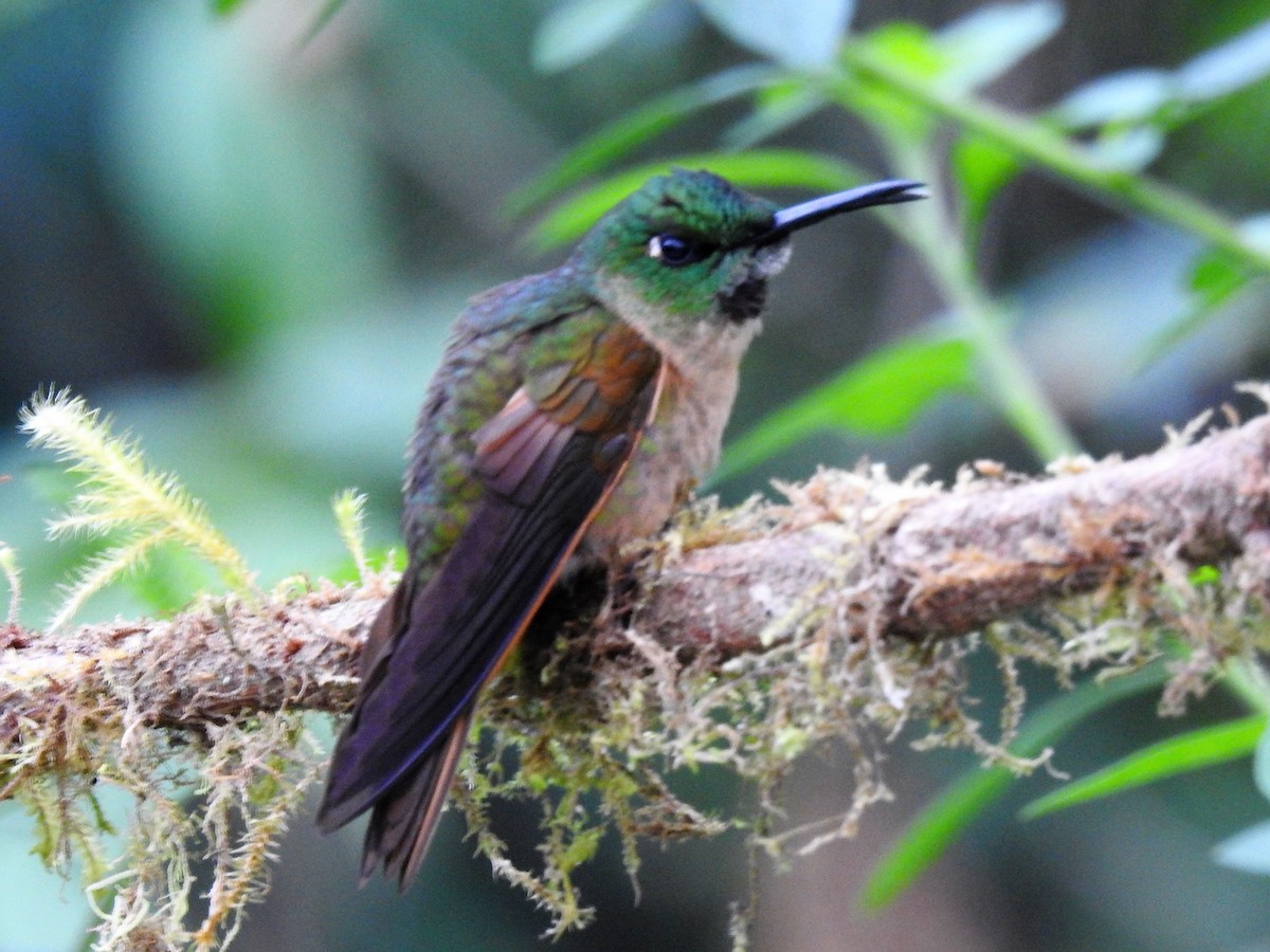 Fawn-breasted Brilliant - ML144349541