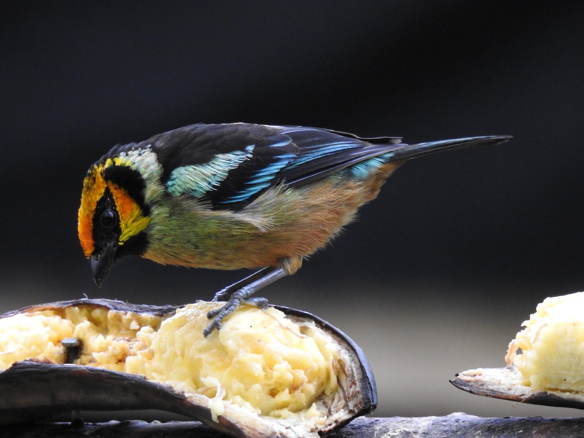 Flame-faced Tanager - ML144349581