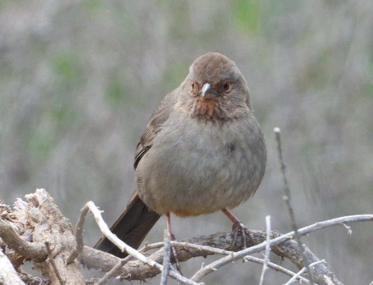 California Towhee - ML144349861