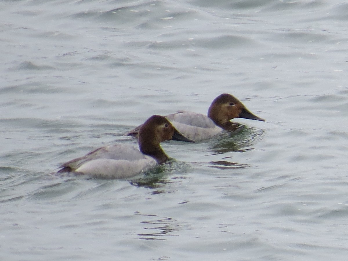 Canvasback - ML144353461