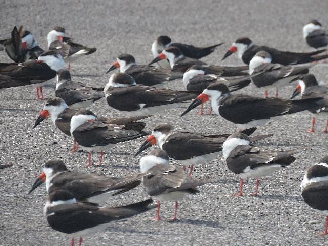 Black Skimmer - ML144354061