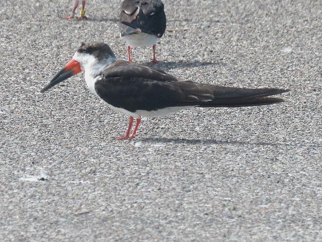 Black Skimmer - ML144354081